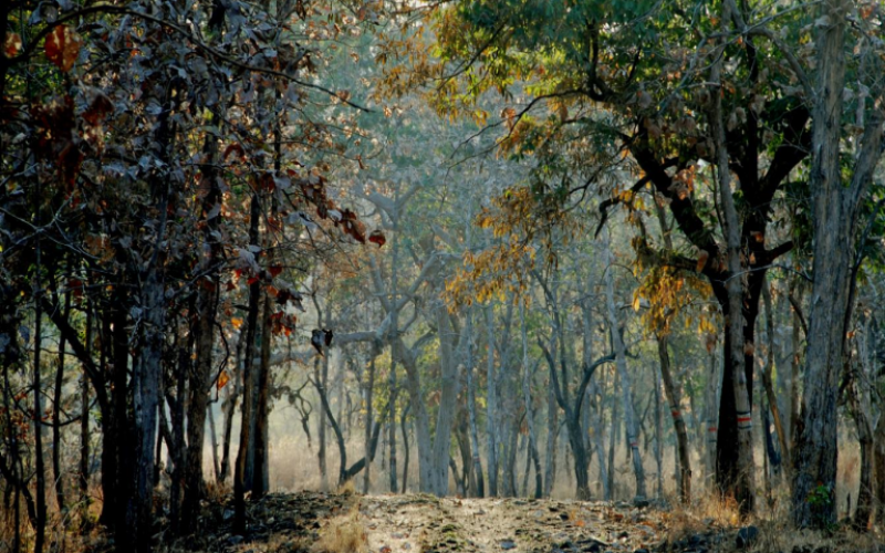Bor Wild life Sanctuary