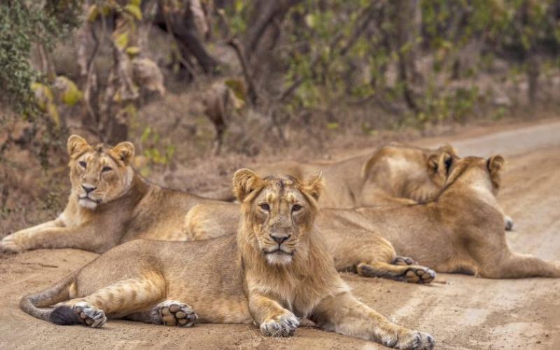 Gir National Park - Sasan Gir