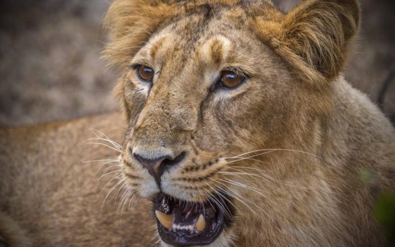 Gir National Park - Sasan Gir