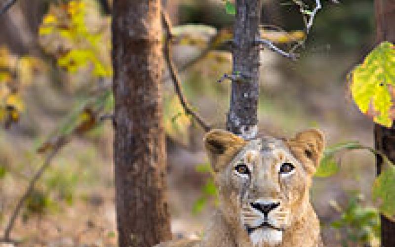 Kakatiya Zoological Park, Warangal