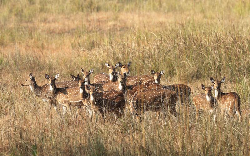 Kanha National Park