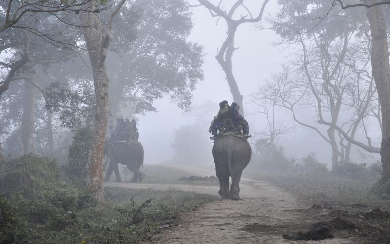 Kaziranga National Park