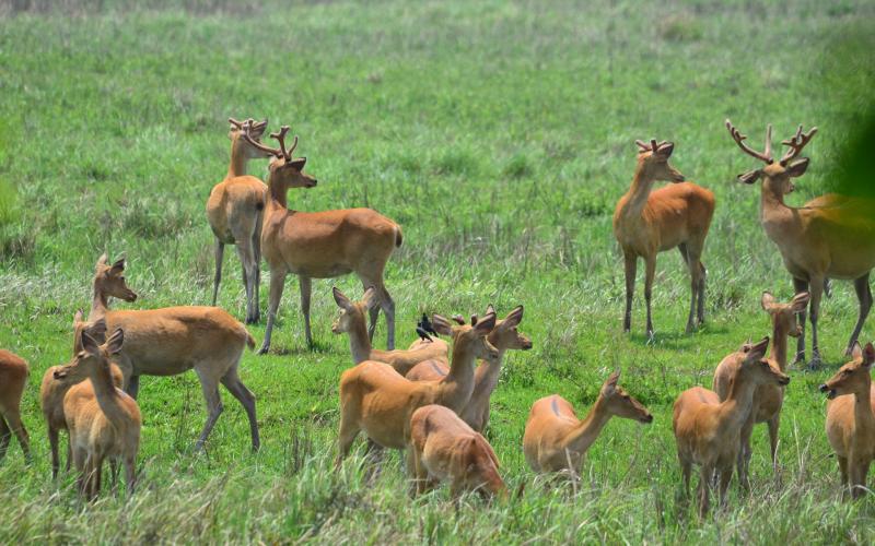 Kaziranga National Park