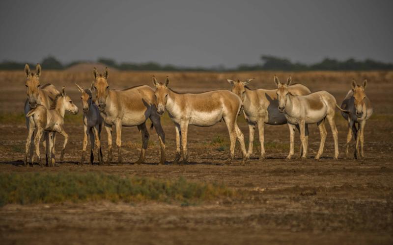 Little Rann of Kutchh