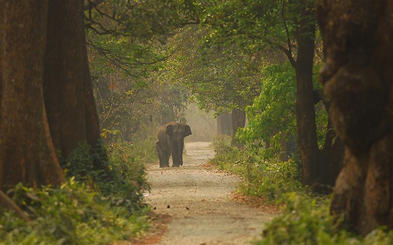 Manas National Park