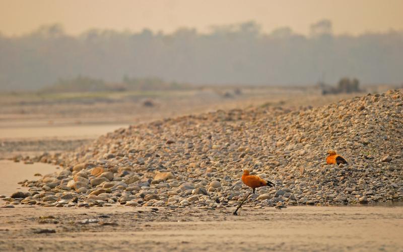 Manas National Park