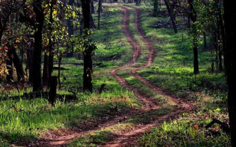 Nagzira Wildlife Sanctuary