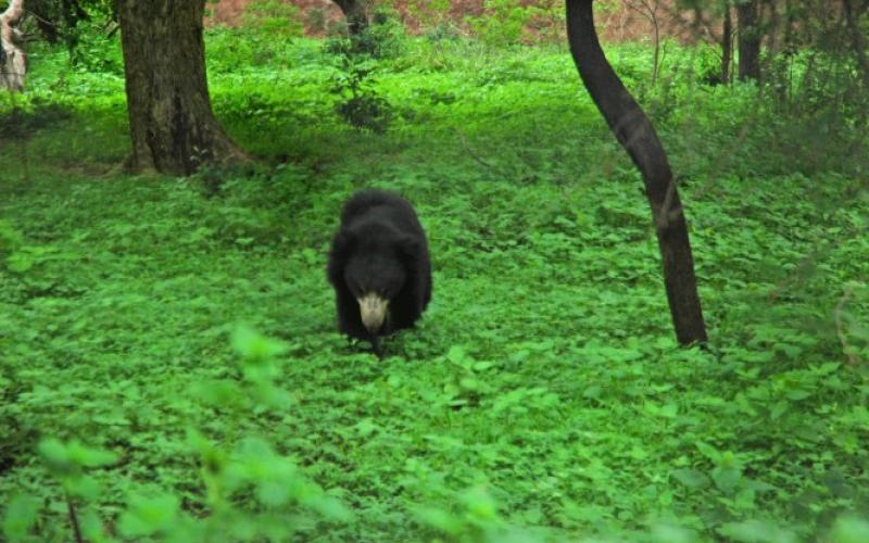 Nehru Zoological Park