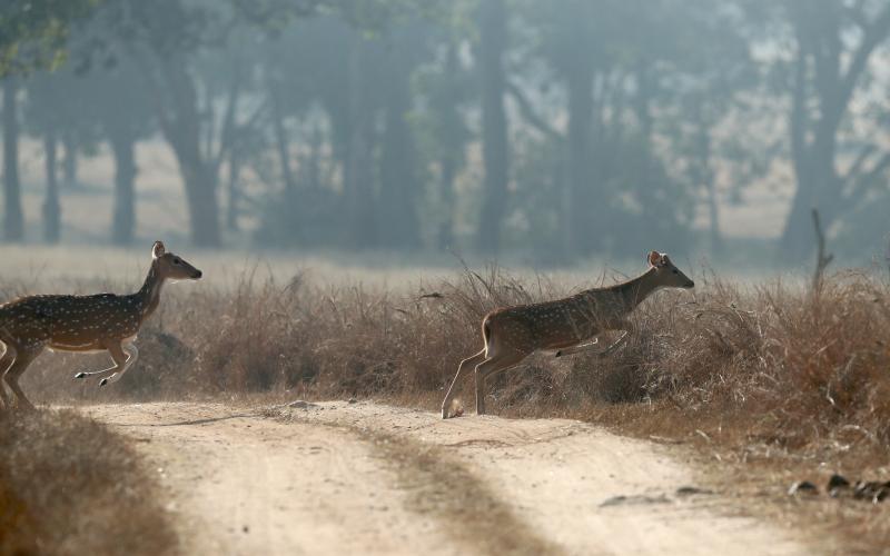 Pench National park