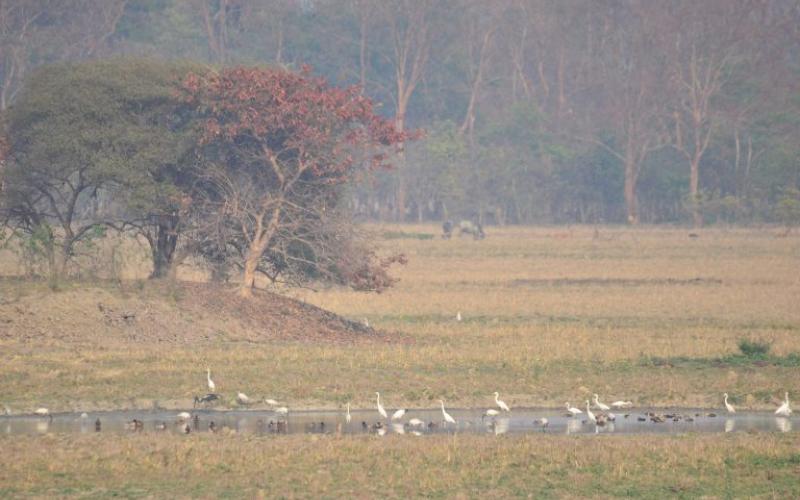 Pobitora Wildlife Sanctuary