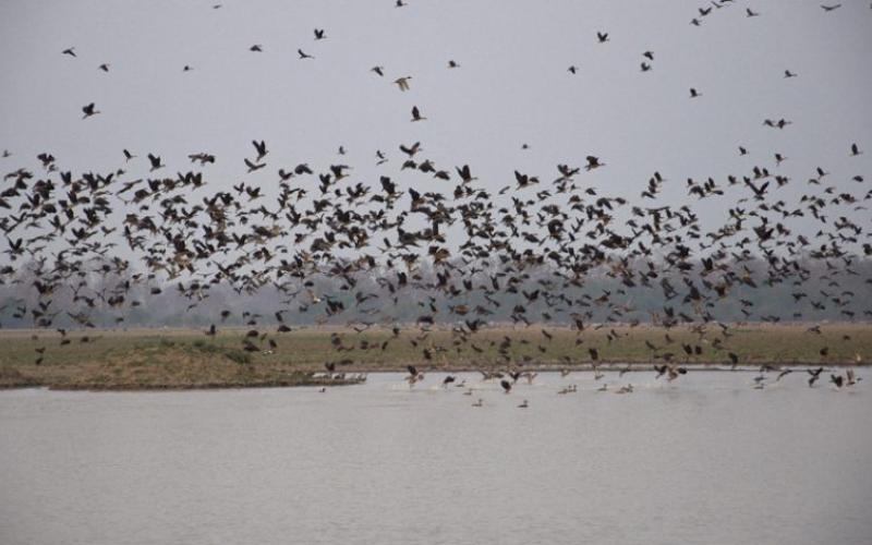 Pobitora Wildlife Sanctuary