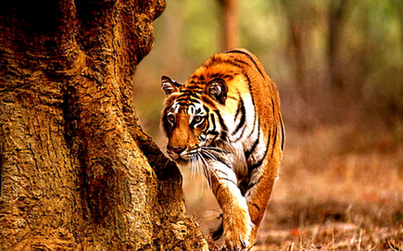 Tadoba Wildlife Sanctuary