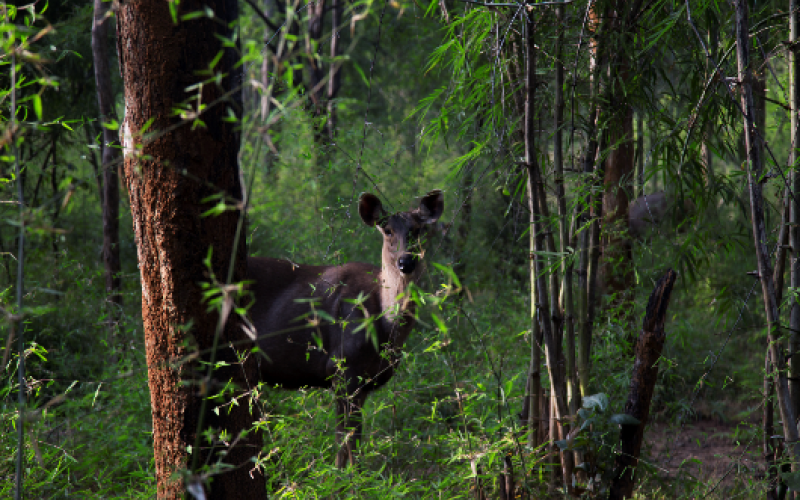 Tadoba Wildlife Sanctuary