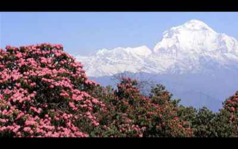 Hillay-Barshey Rhododendron Sanctuary ,West Sikkim