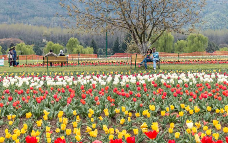 Tulip Garden