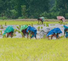 Rural Villages & Agriculture