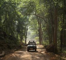 Bandhavgarh