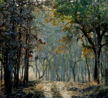 Bor Wild life Sanctuary