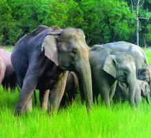 Dalma Wildlife Sanctuary
