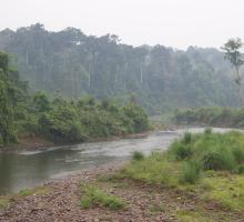 Dehing Patkai Wildlife sanctuary