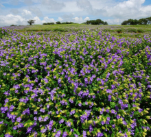 Kaas Plateau