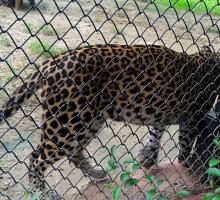 Kakatiya Zoological Park, Warangal