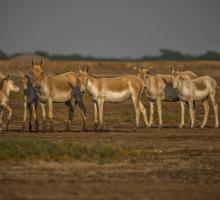 Little Rann of Kutchh