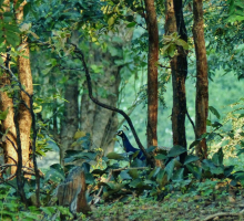 Nagzira Wildlife Sanctuary