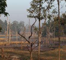 Pench National park