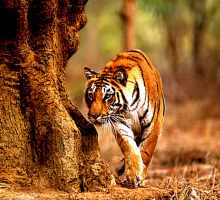 Tadoba Wildlife Sanctuary