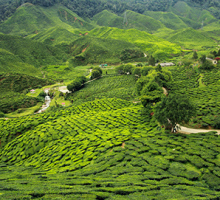 Assam