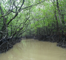 Way to Baratang Cave (Mangrove tunnels) 